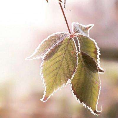 凤凰彩票下载中心